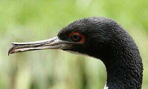 Guanay Cormorant