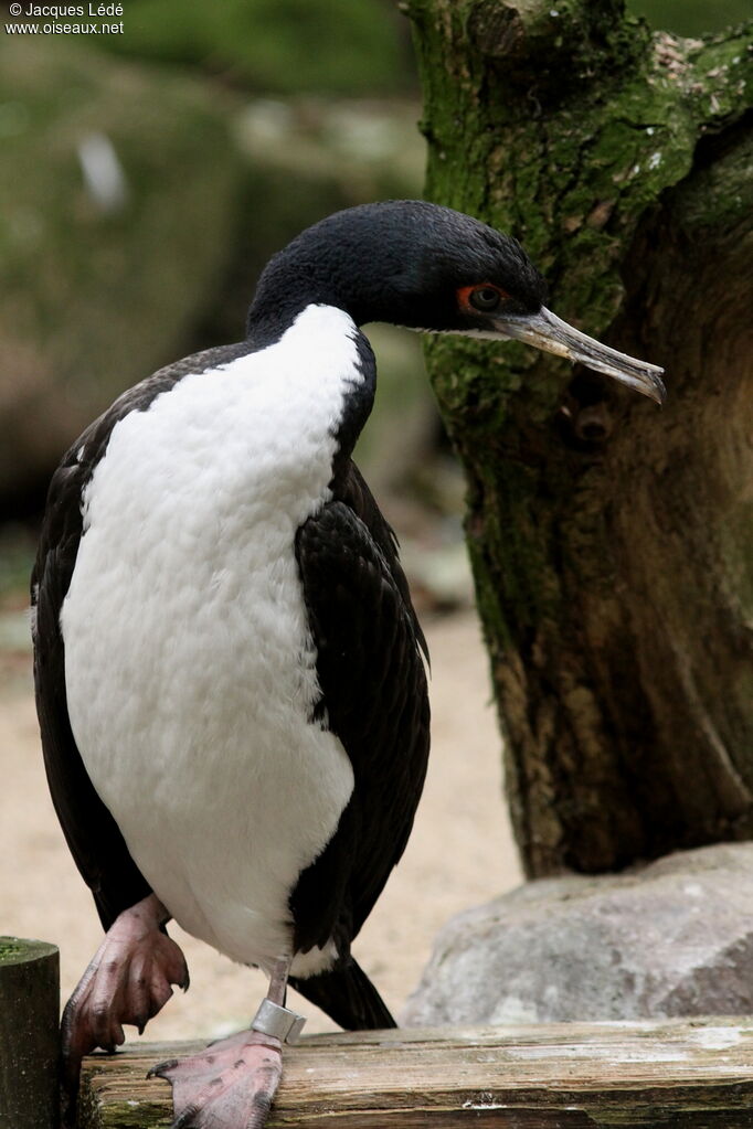 Guanay Cormorant