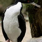 Cormoran de Bougainville