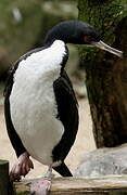 Cormoran de Bougainville