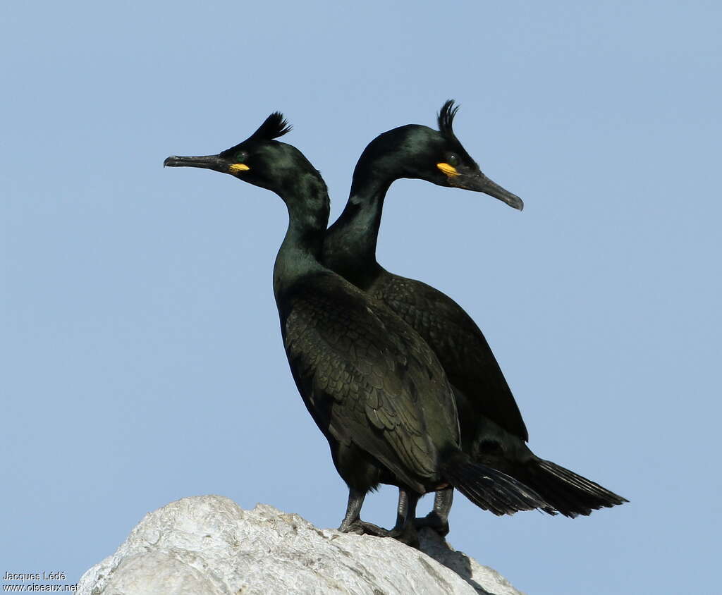 European Shagadult breeding, pigmentation, Behaviour