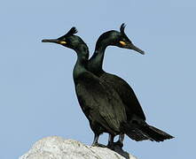 European Shag