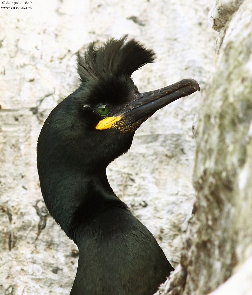 European Shag