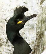 European Shag