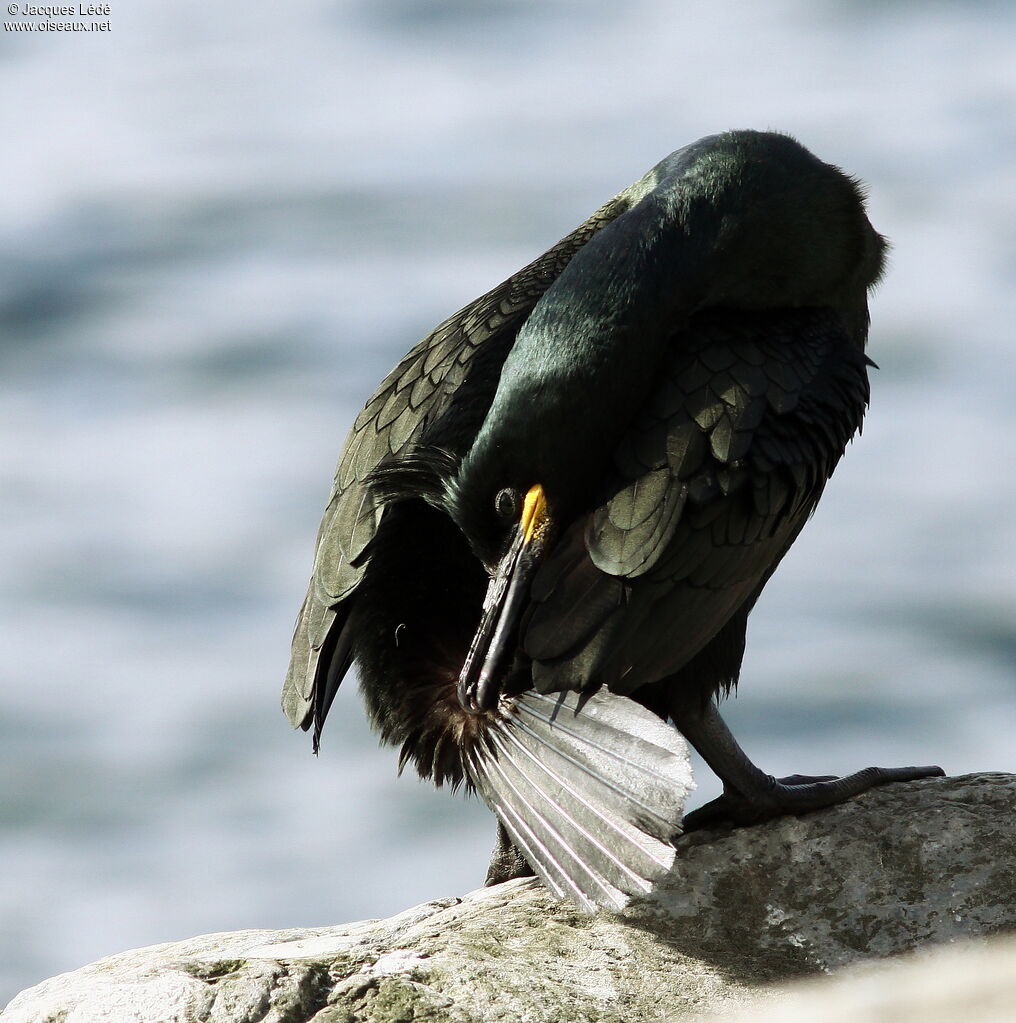 European Shag