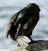 European Shag