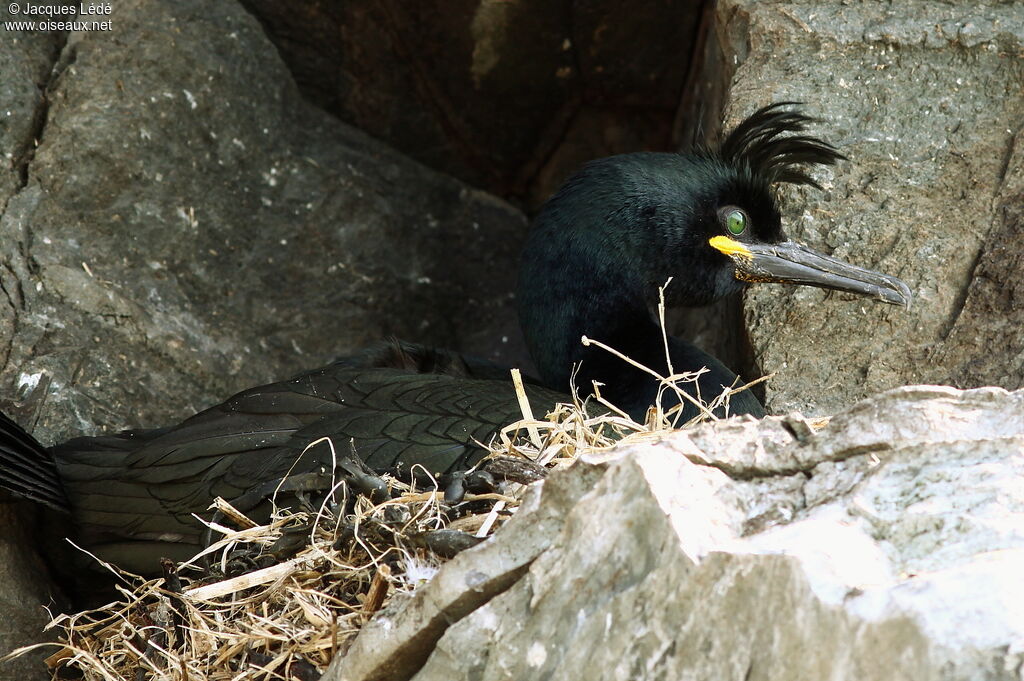 European Shag