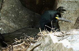 European Shag