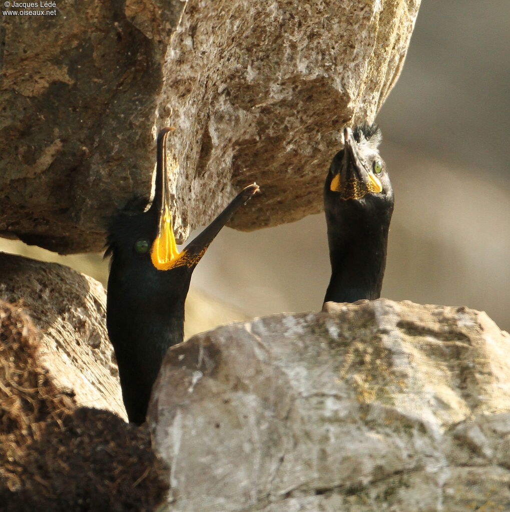 European Shag