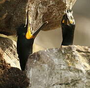 European Shag