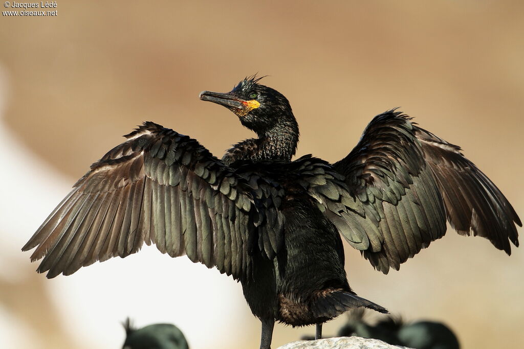 European Shag