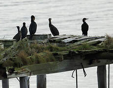 European Shag