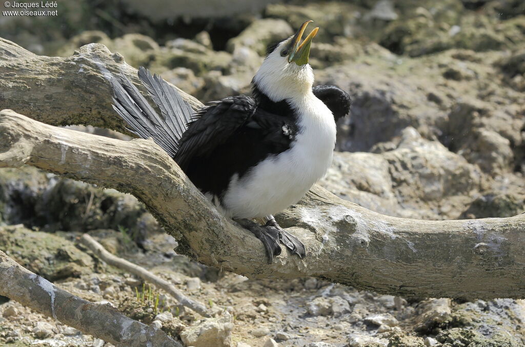 Little Pied Cormorant