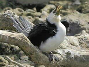 Cormoran pie