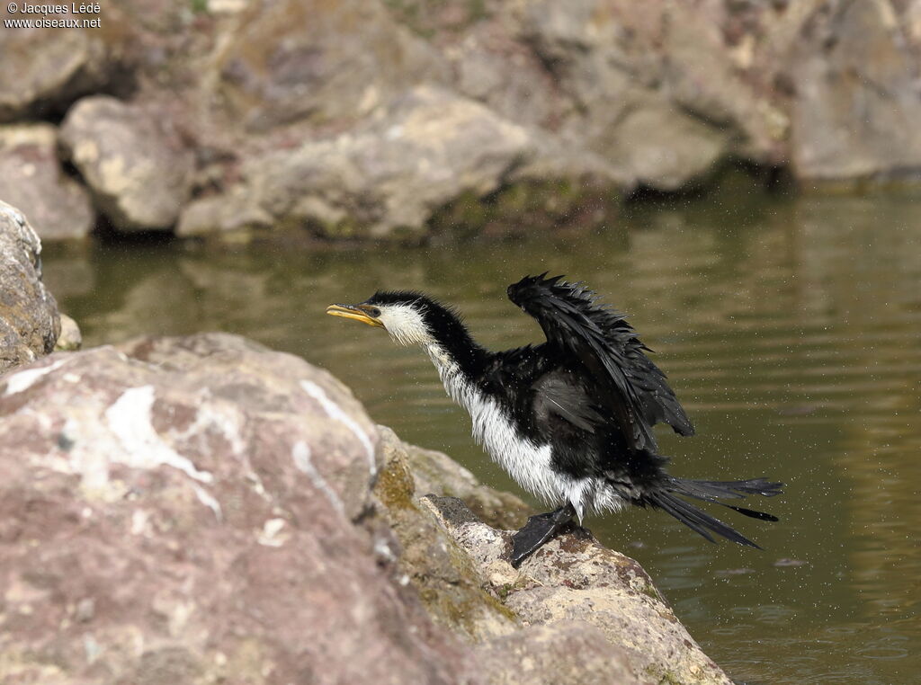 Little Pied Cormorant