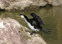 Little Pied Cormorant