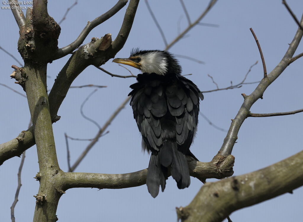 Little Pied Cormorant