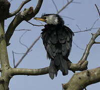 Little Pied Cormorant