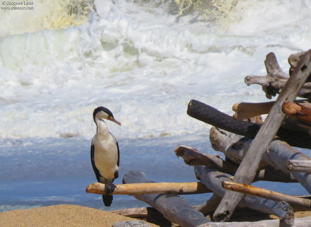 Australian Pied Cormorant