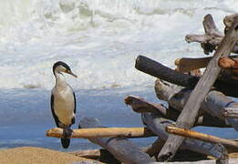 Australian Pied Cormorant