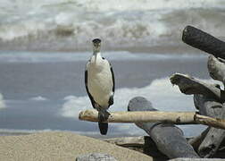 Australian Pied Cormorant