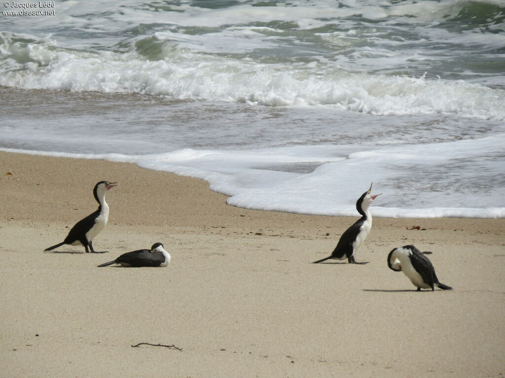 Australian Pied Cormorant