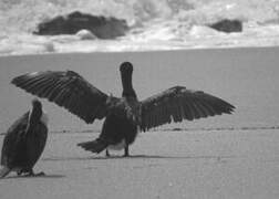 Australian Pied Cormorant