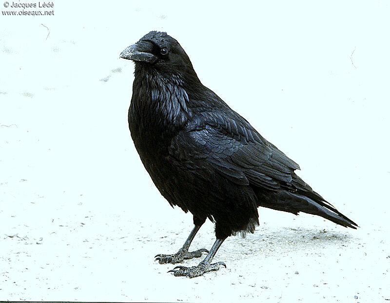 American Crow