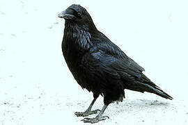 American Crow