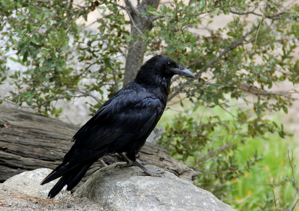 American Crow