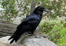 American Crow