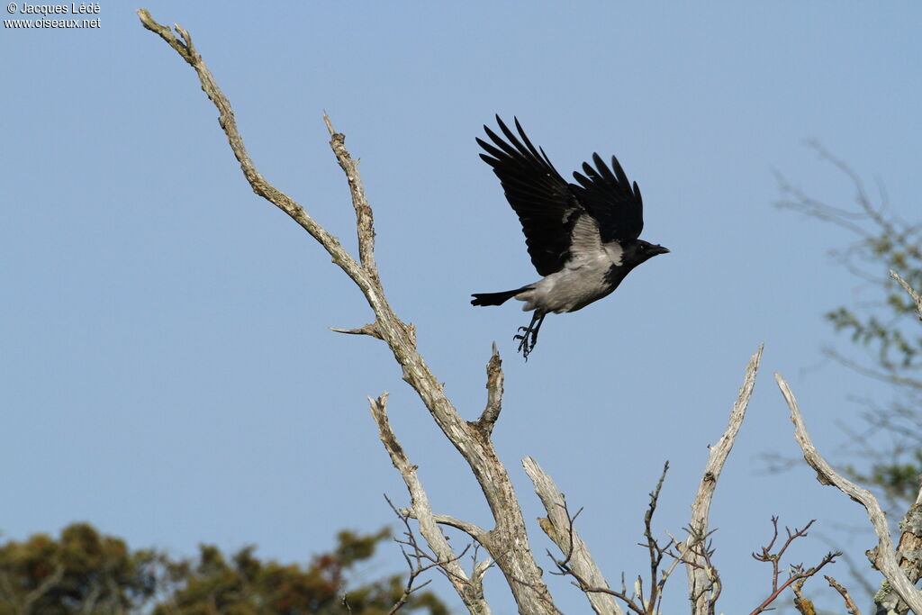 Hooded Crow