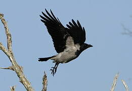 Hooded Crow