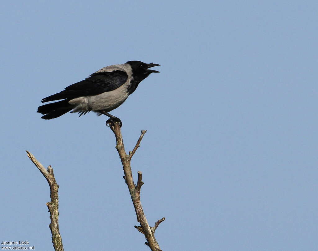 Hooded Crowadult, Behaviour