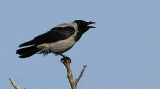 Hooded Crow