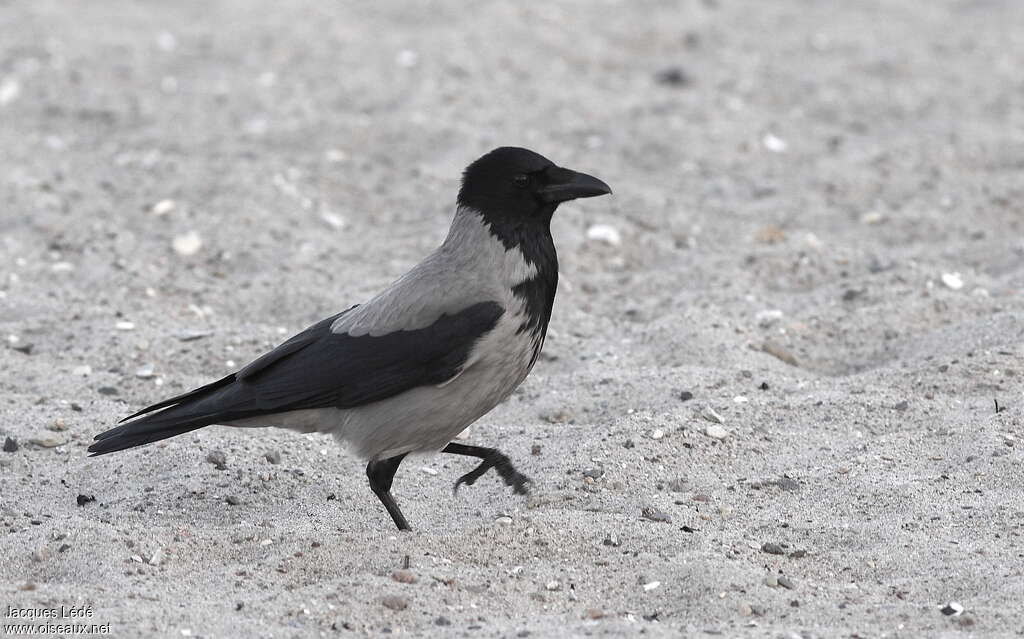 Corneille manteléeadulte, identification