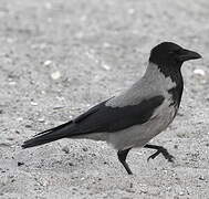 Hooded Crow