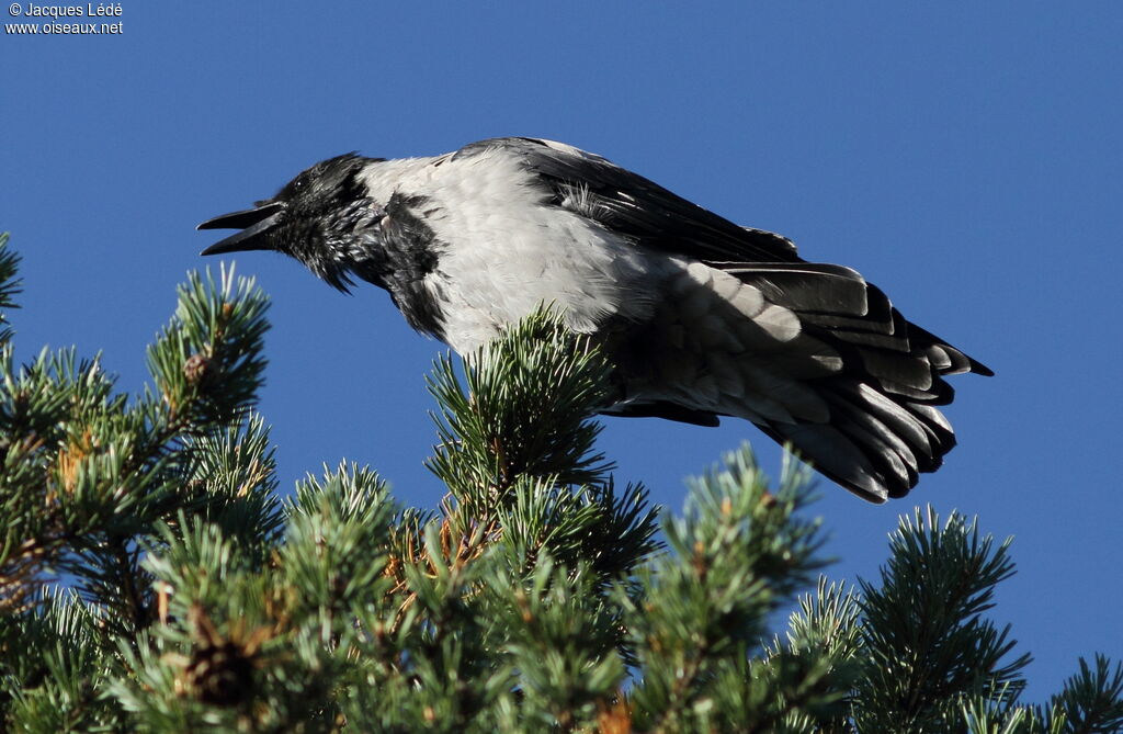 Hooded Crow