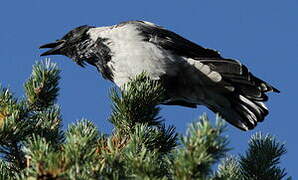 Hooded Crow