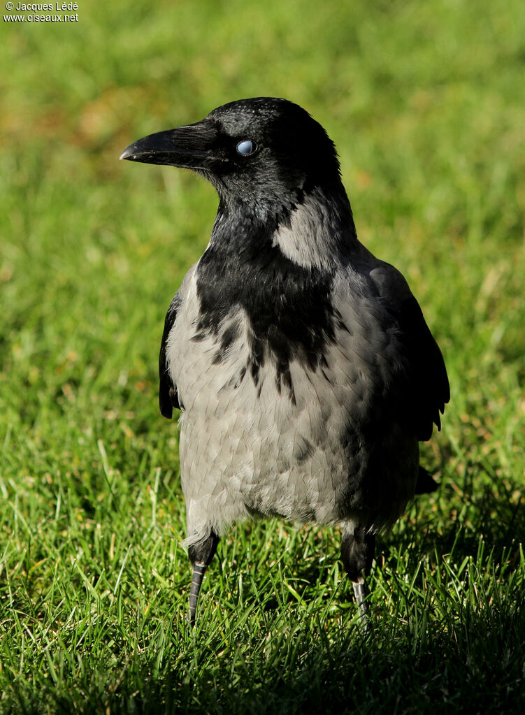 Hooded Crow