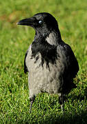 Hooded Crow