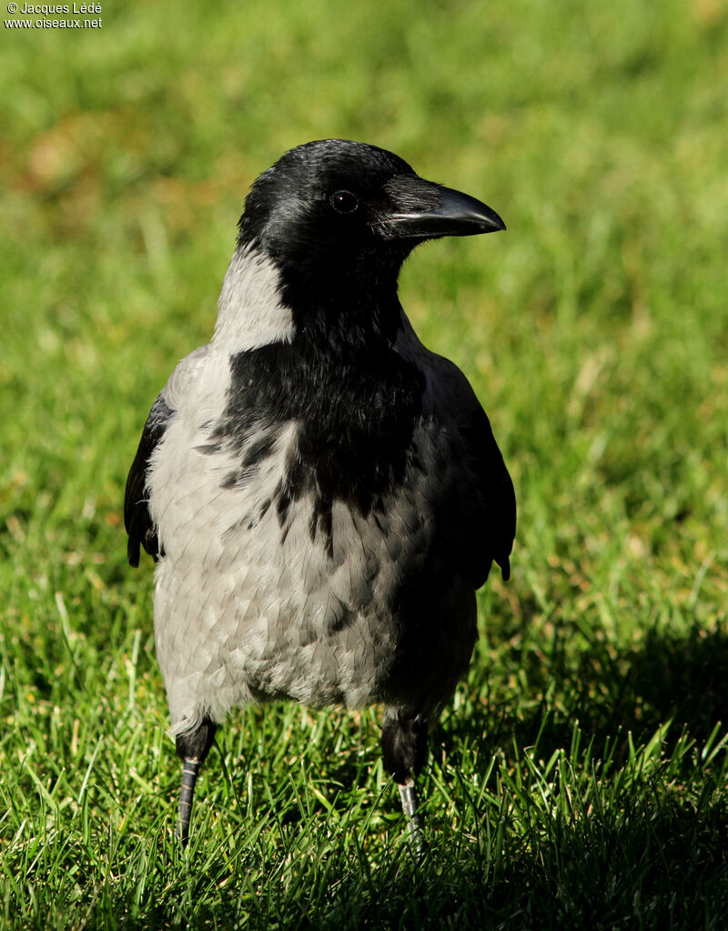 Hooded Crow