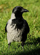 Hooded Crow