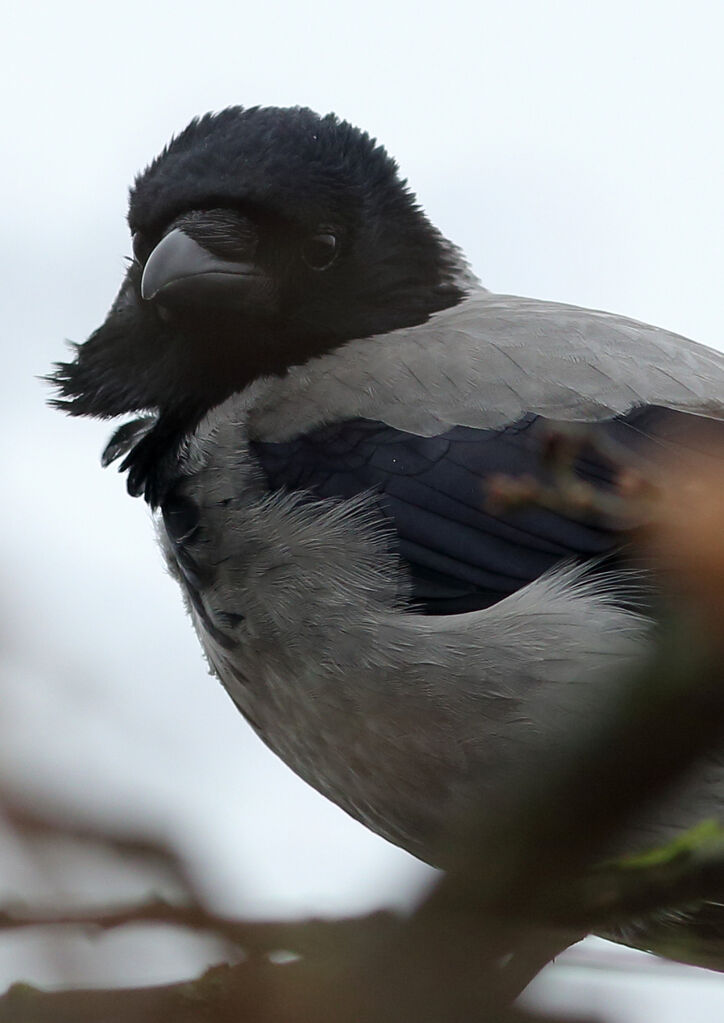 Hooded Crow