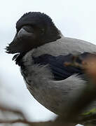 Hooded Crow