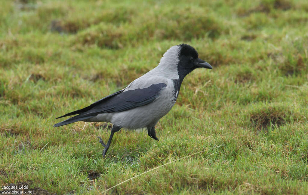 Hooded Crowadult breeding, identification