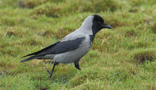 Hooded Crow