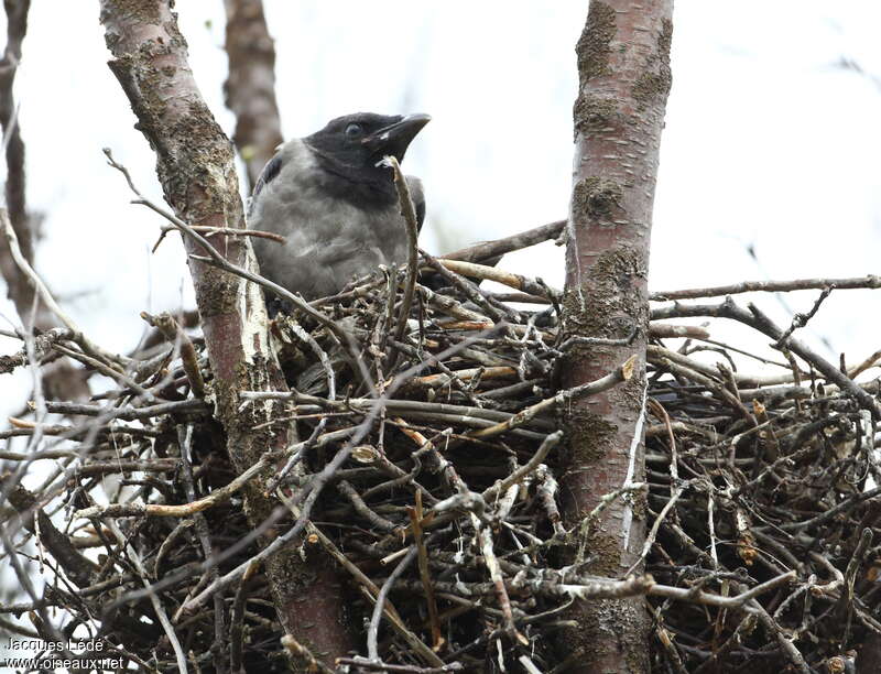 Hooded Crowjuvenile, Reproduction-nesting
