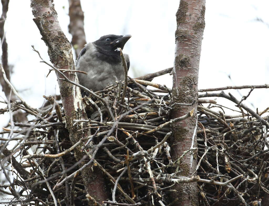 Hooded Crowjuvenile, Reproduction-nesting