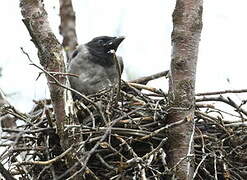 Hooded Crow